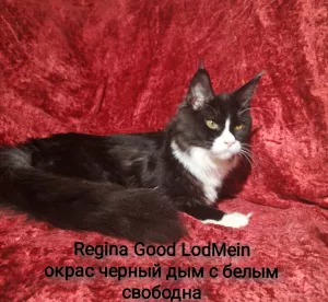 Photo №2 de l'annonce № 5248 de la vente maine coon - acheter à Fédération de Russie annonce privée