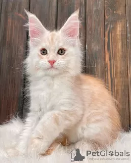 Photo №2 de l'annonce № 89832 de la vente maine coon - acheter à Australie annonce privée