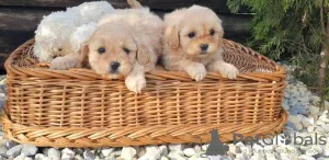 Photo №3. Chiots Caniche et Maltipoo. Serbie