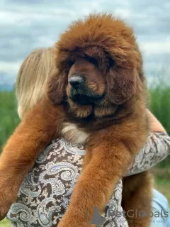 Photo №3. Chiots Dogue du Tibet. Serbie