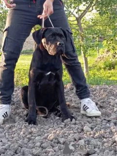 Photos supplémentaires: Chiots Cane Corso