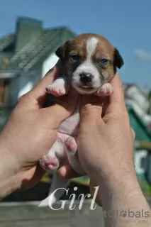 Photos supplémentaires: Chiots Jack Russell du chenil