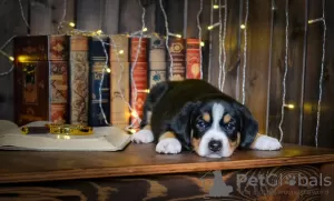 Photos supplémentaires: Chiots Entlebucher Sennenhund (5 garçons et 1 fille). Les chiots sont nés le