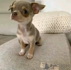 Photo №1. chihuahua - à vendre en ville de Dubai | 390€ | Annonce №13808