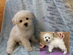 Photos supplémentaires: Adorables chiots Bichon Frise prêts à emménager dans une nouvelle maison