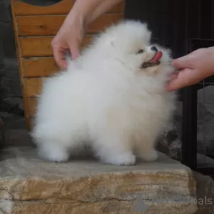 Photo №3. Chiots Spitz Poméranien à vendre !. Allemagne