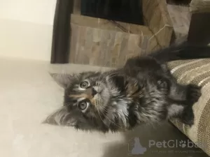 Photo №2 de l'annonce № 17261 de la vente maine coon - acheter à Ukraine annonce privée