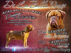 Photo №1. Service d'accouplement - race: dogue de bordeaux. Prix - négocié