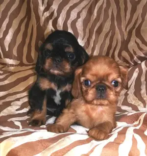 Photos supplémentaires: Les chiots sont proposés à la vente par le roi Charles Spaniel (anglais Toy