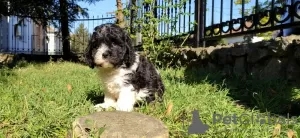 Photos supplémentaires: Chiot tricolore CAVAPOO