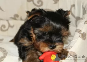 Photos supplémentaires: Chiots Yorkshire Terrier à vendre