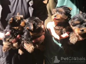 Photo №1. yorkshire terrier - à vendre en ville de Berlin | Gratuit | Annonce №95907