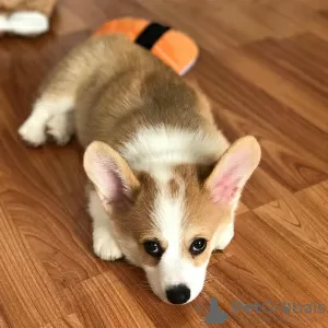 Photo №1. welsh corgi - à vendre en ville de Гамбург | négocié | Annonce №109165