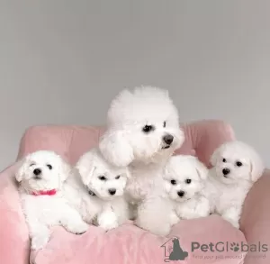 Photo №1. bichon à poil frisé - à vendre en ville de Sydney | Gratuit | Annonce №131253