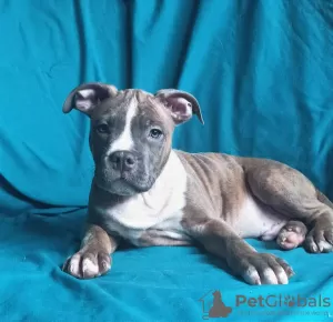 Photo №4. Je vais vendre american staffordshire terrier en ville de Lviv. annonce privée, de la fourrière, éleveur - prix - 673€