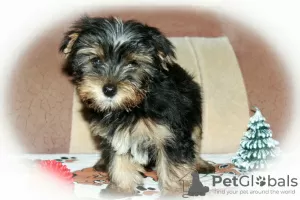 Photo №1. yorkshire terrier - à vendre en ville de Верхние Белозерки | 389€ | Annonce №8463