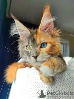 Photo №4. Je vais vendre maine coon en ville de Кьяссо. annonce privée - prix - 400€