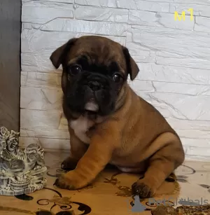 Photos supplémentaires: chiots bouledogues français