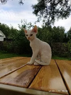 Photo №3. Devon Rex. Biélorussie