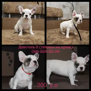 Photo №1. bouledogue - à vendre en ville de Zaporijia | 269€ | Annonce №3551