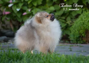 Photo №1. spitz nain - à vendre en ville de Gomel | négocié | Annonce №7039