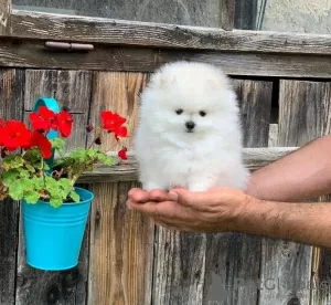 Photo №1. spitz nain - à vendre en ville de Klingenberg | 250€ | Annonce №79842