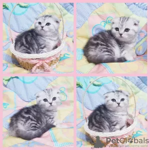 Photo №1. scottish fold - à vendre en ville de Minsk | négocié | Annonce № 42142