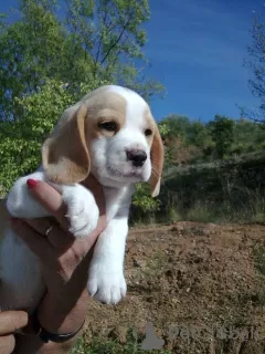 Photo №1. beagle - à vendre en ville de Berlin | 404€ | Annonce №128327