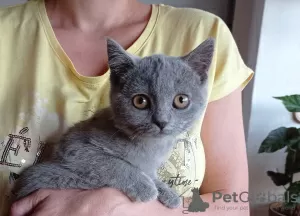 Photos supplémentaires: Les chatons British Shorthair