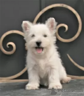 Photos supplémentaires: West Highland White Terrier chiot femelle