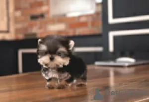 Photo №3. Chiots Yorkie Teacup disponibles. La finlande