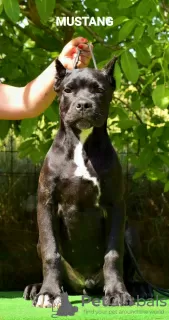 Photo №2 de l'annonce № 3973 de la vente cane corso - acheter à Macédoine éleveur