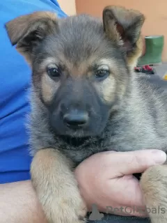 Photos supplémentaires: Chiots berger allemand