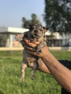 Photos supplémentaires: Les chiots vendant ont une couleur différente, appelez caller viber.