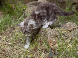 Photos supplémentaires: Chatons Maine Coon