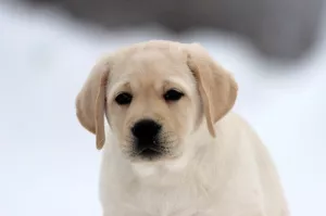 Photos supplémentaires: Labrador et mâle Labrador retriever