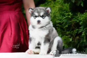 Photo №2 de l'annonce № 7534 de la vente malamute de l'alaska - acheter à Fédération de Russie annonce privée