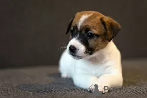 Photo №4. Je vais vendre jack russell terrier en ville de Minsk. de la fourrière - prix - 1015€