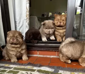 Photos supplémentaires: Chow-Chow, chocolat au lait de qualité supérieure