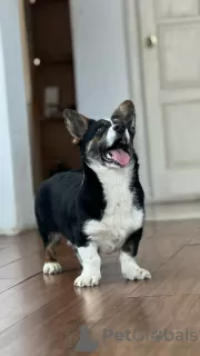 Photos supplémentaires: Cardigan Welsh Corgi