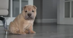 Photo №4. Je vais vendre shar pei en ville de Москва. annonce privée - prix - 300€