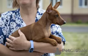 Photo №4. Je vais vendre pinscher nain en ville de Brest. annonce privée - prix - 481€