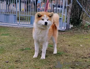 Photos supplémentaires: Chiots Akita Inu japonais