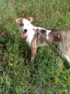 Photo №1. chien bâtard - à vendre en ville de Москва | Gratuit | Annonce №128595