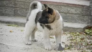 Photos supplémentaires: Chiots Akita américain à vendre