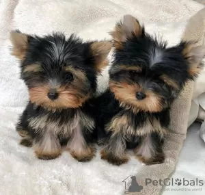 Photo №1. yorkshire terrier - à vendre en ville de Vilvoorde | Gratuit | Annonce №129084