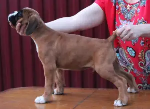 Photos supplémentaires: Chiots Boxers allemands recadrés et non recadrés