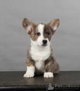 Photos supplémentaires: Chiots cardigan corgi gallois