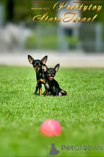 Photo №1. chien bâtard - à vendre en ville de Haifa | 1704€ | Annonce №43648