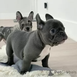 Photo №1. bouledogue - à vendre en ville de Helsinki | 300€ | Annonce №75633